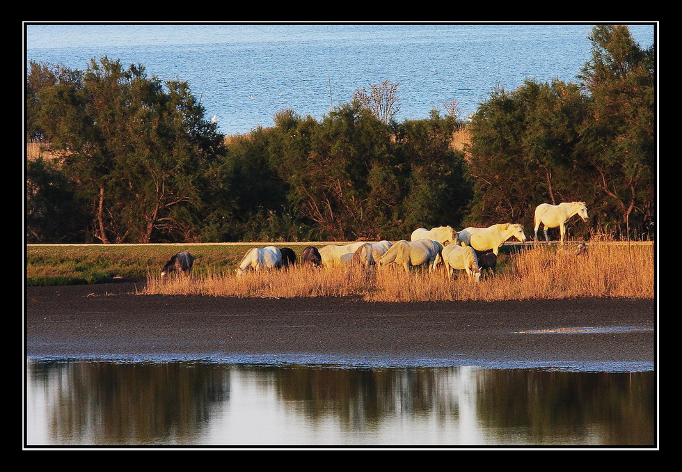 La mia piccola Camargue