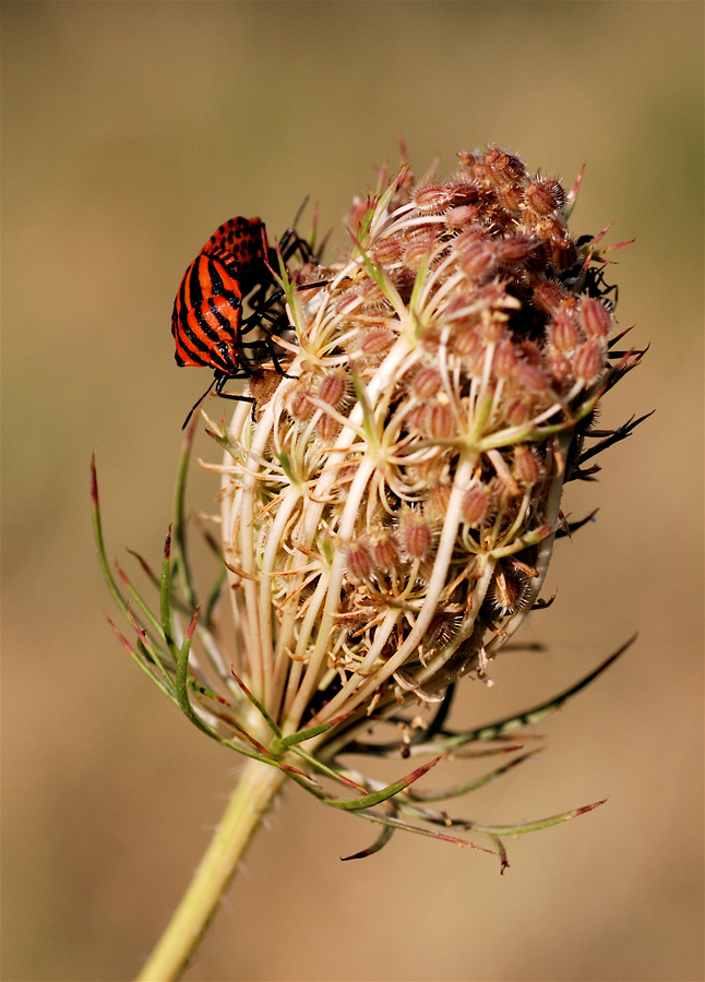 Graphosoma