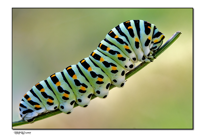 Papilio Macaone visto dal lato sbagliato della forza