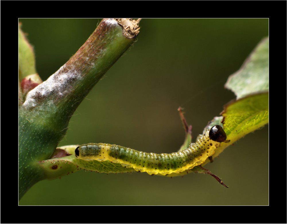 Bruco di hymenoptera