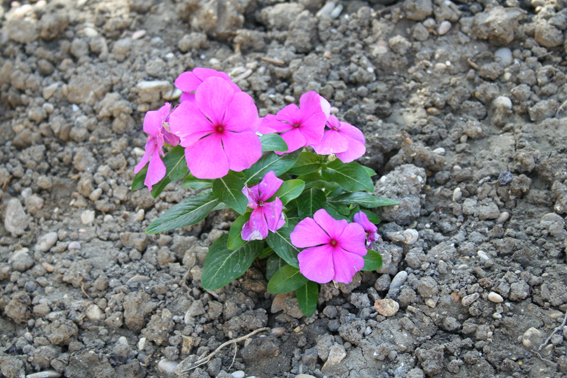 quel mazzolin di fiori...