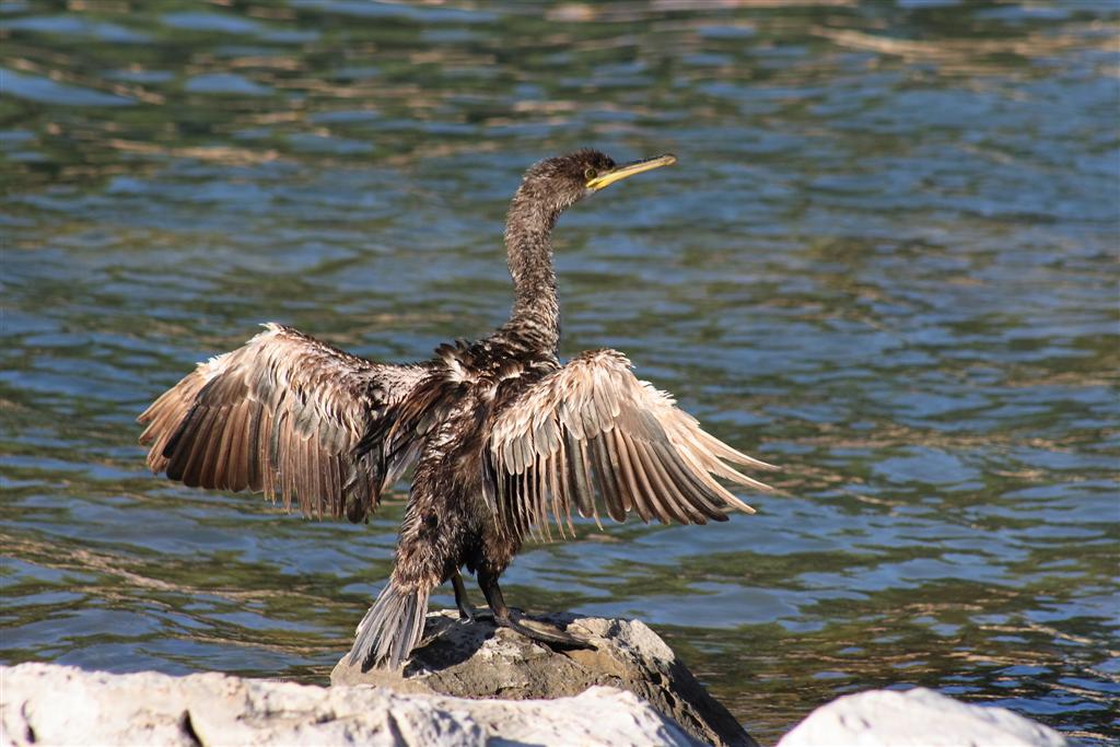Cormorano