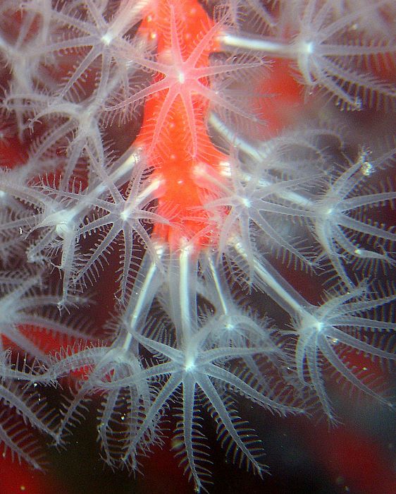 Polipi di corallo rosso