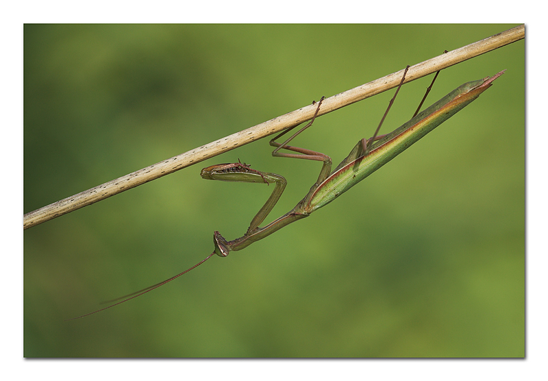 Qualcuno ha visto mio marito?