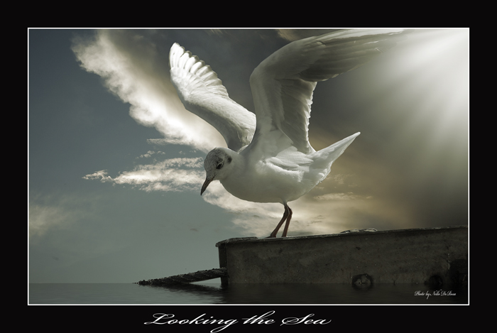 Looking the Sea