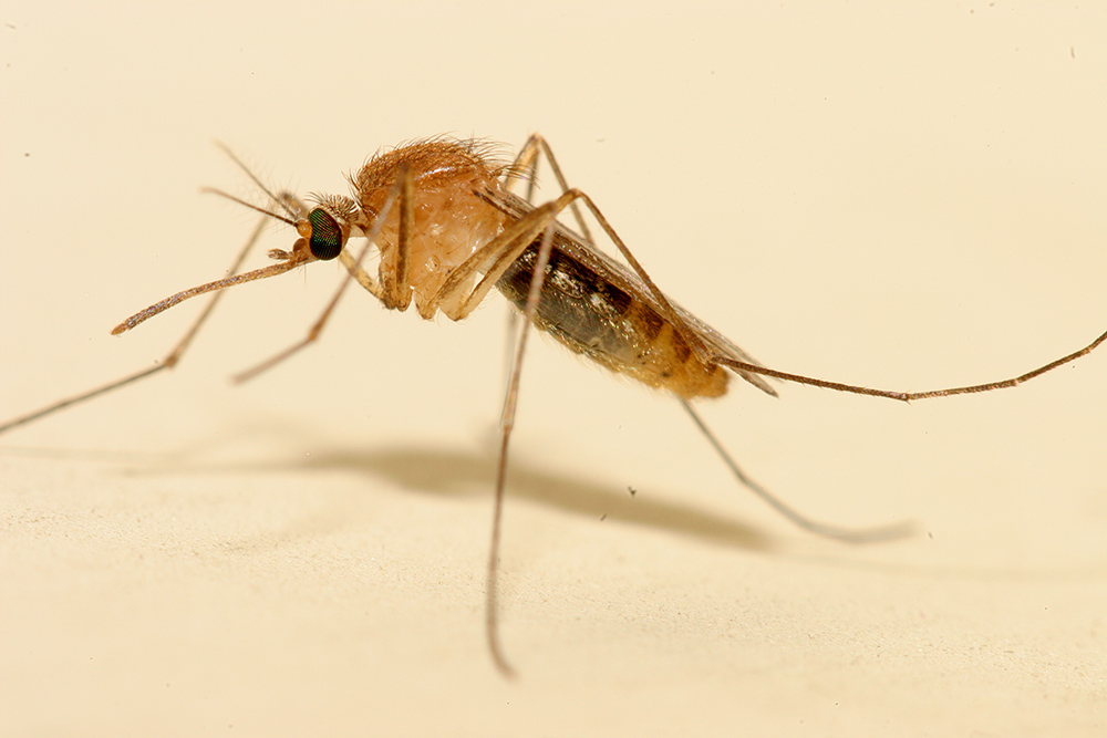 Zanzara con "il capello" alla moda
