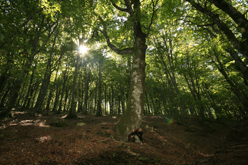 sotto il grande albero