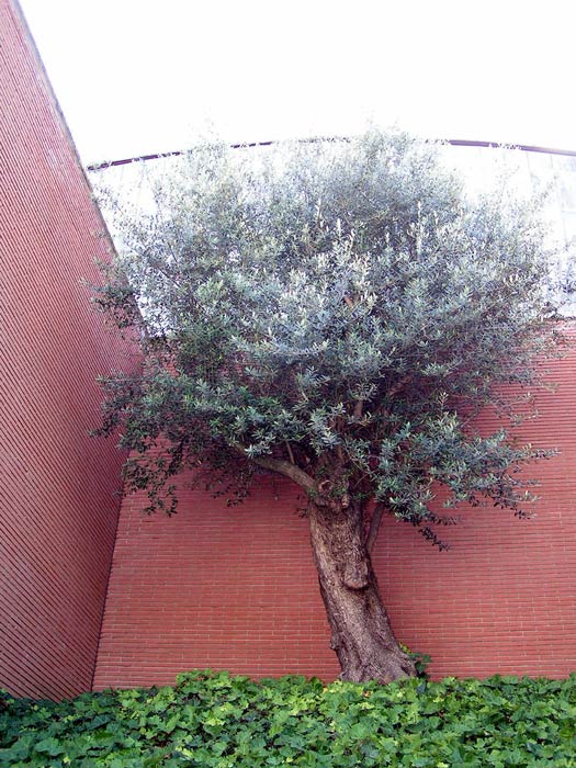 ulivo all'auditorium