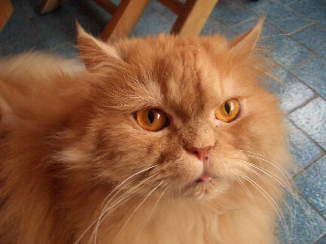 il suo nome � : leo