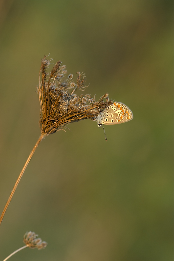 Quasi quasi faccio un volo laggi�..