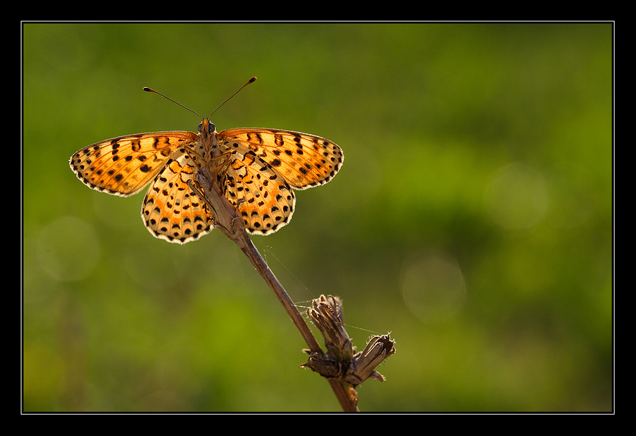 Melitaea didyma in controluce