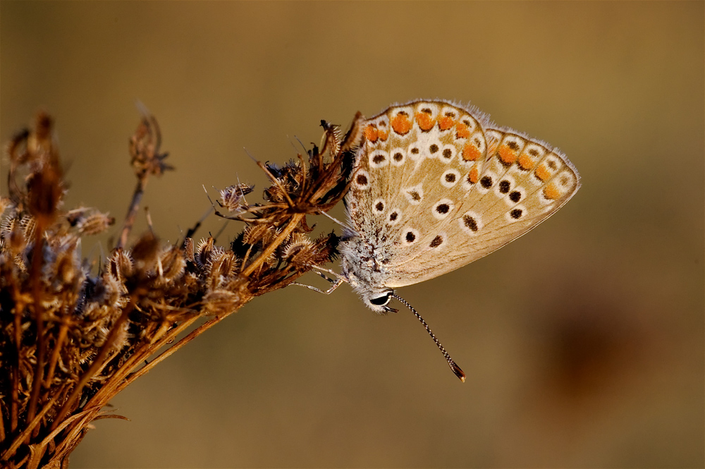 Licenide al tramonto