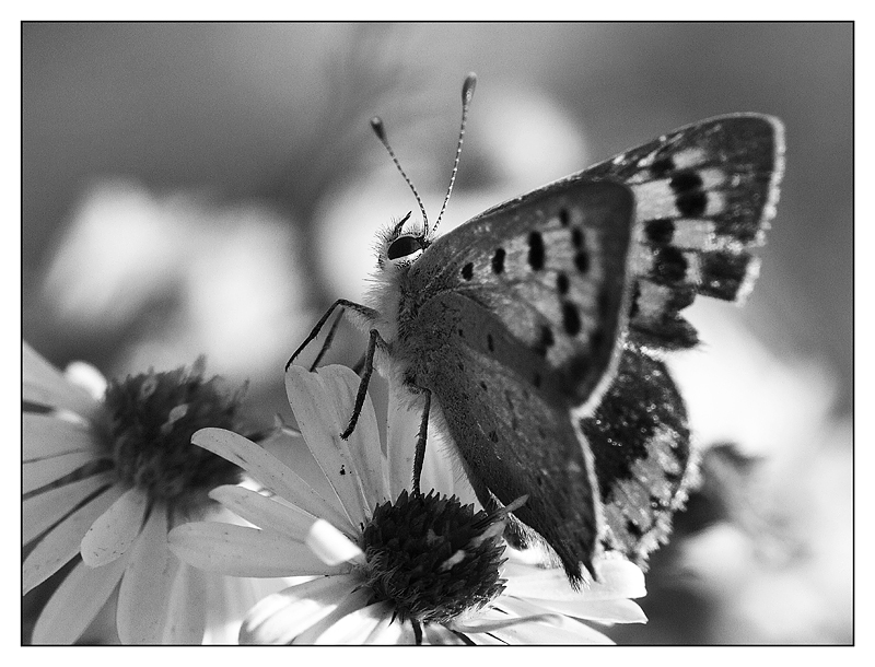 ::: IN POSA PER TE :::