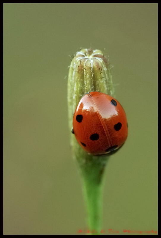 Coccinella
