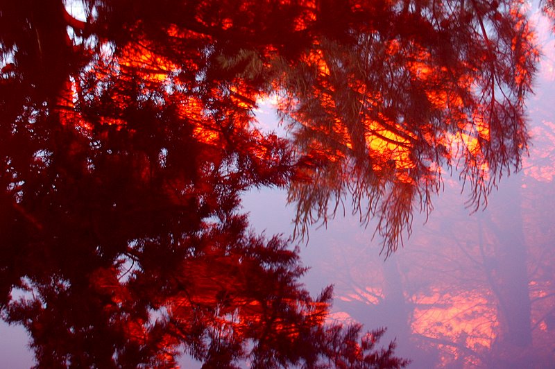 a fire in the forest