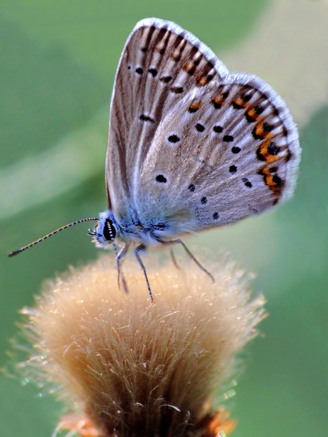 Ma non dovevamo vederci pi� ...