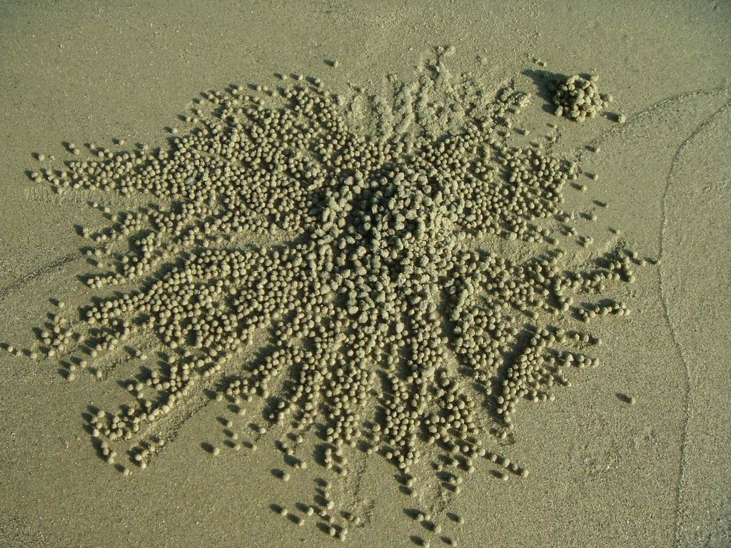 lavori certosini dei granchi.....