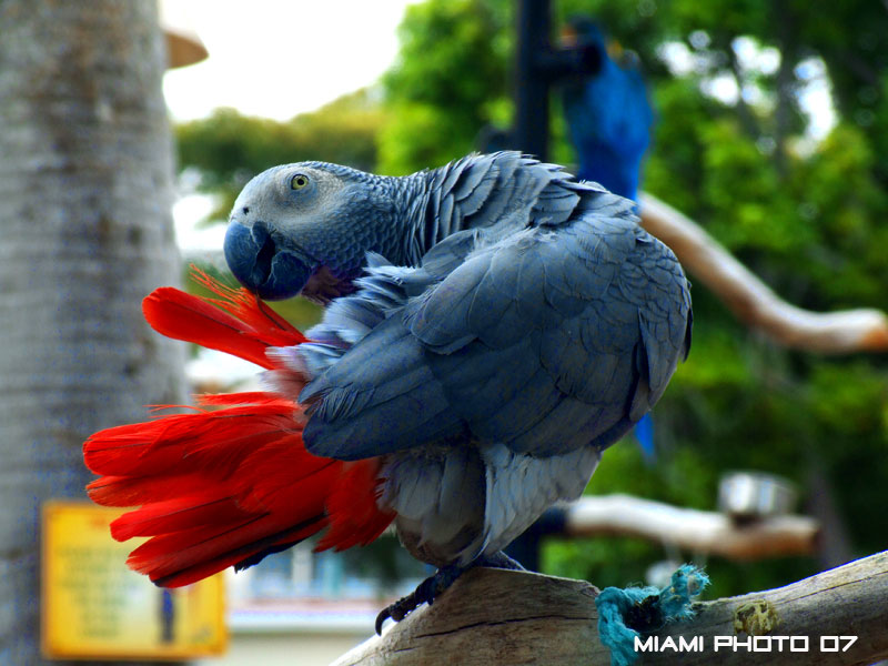 Pappagalli4