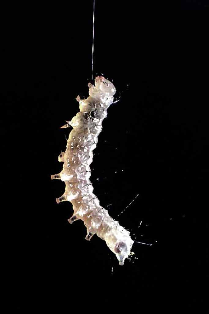 sfrattato da una mela