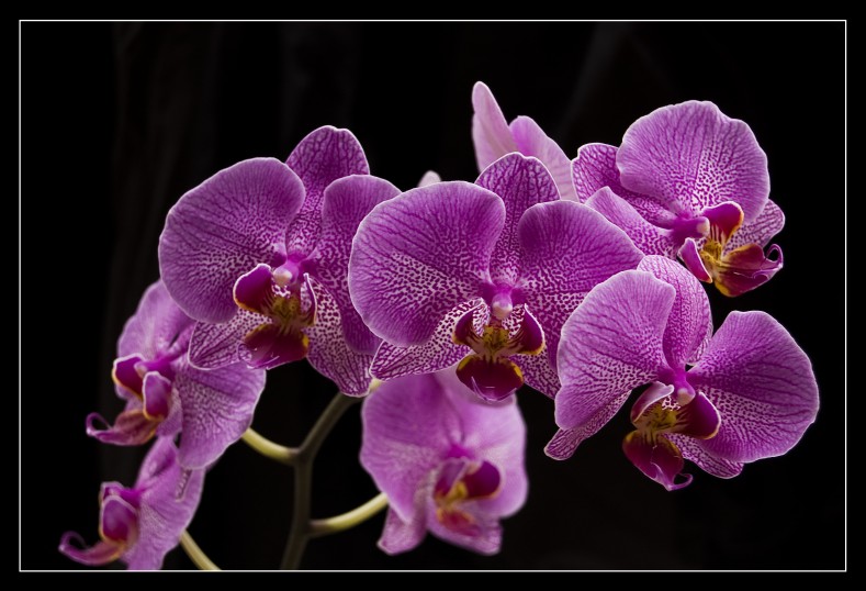 Orchidea nelle tenebre