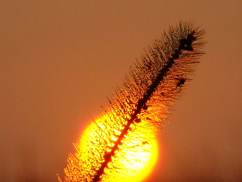 Al lavoro di prima mattina