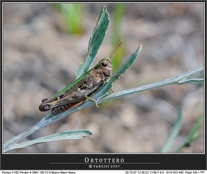 Cavalletta... senza cavalletto!