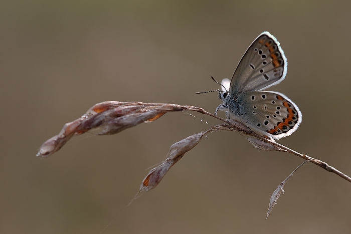 Tepore del primo sole