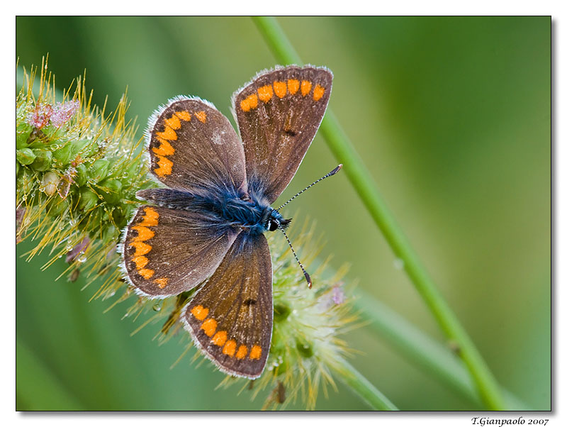 sulla spiga aspettando il tepore(licenide)