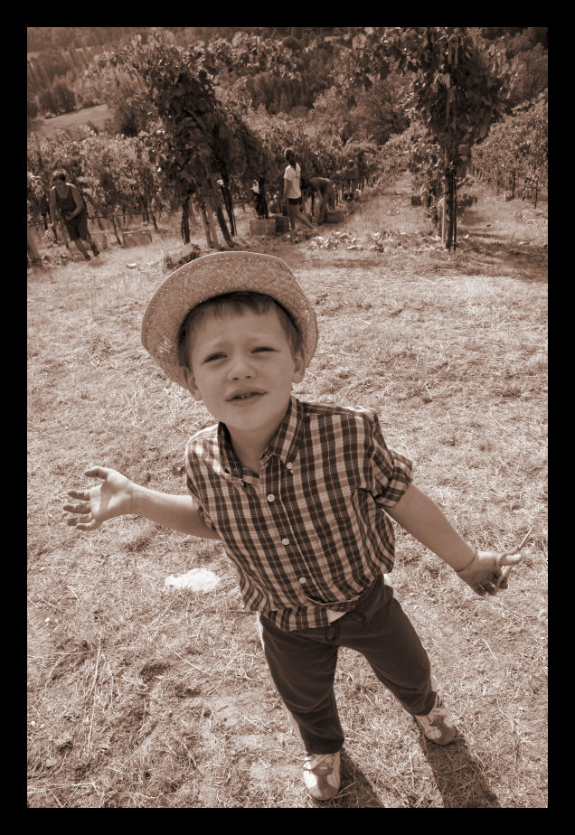 La mattina della vendemmia