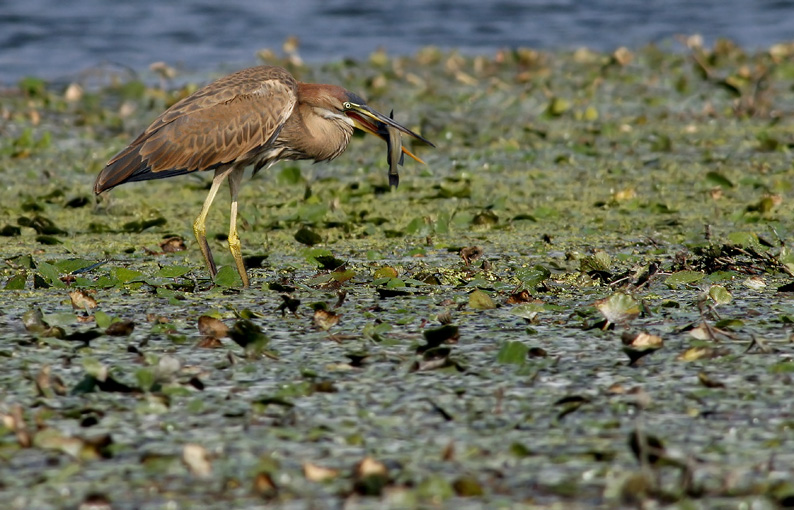 Renzo-Airone rosso a pranzo