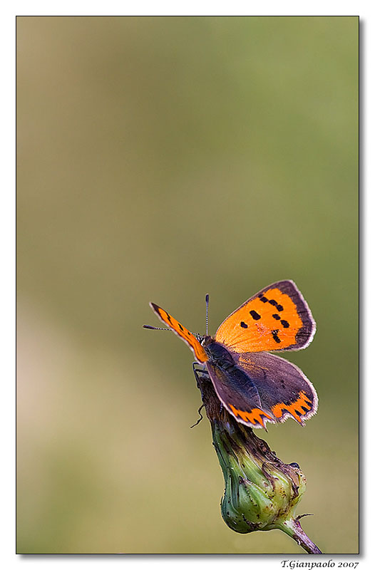 in rampa di lancio(farfalla)