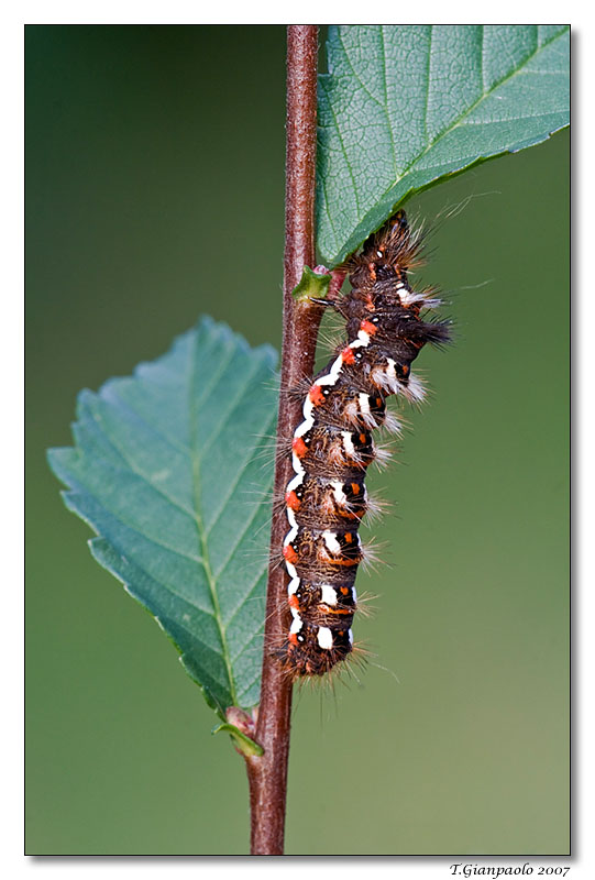 cosa diventer�_ (bruco)__