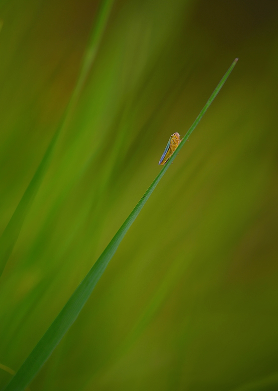 Persa nel verde.....