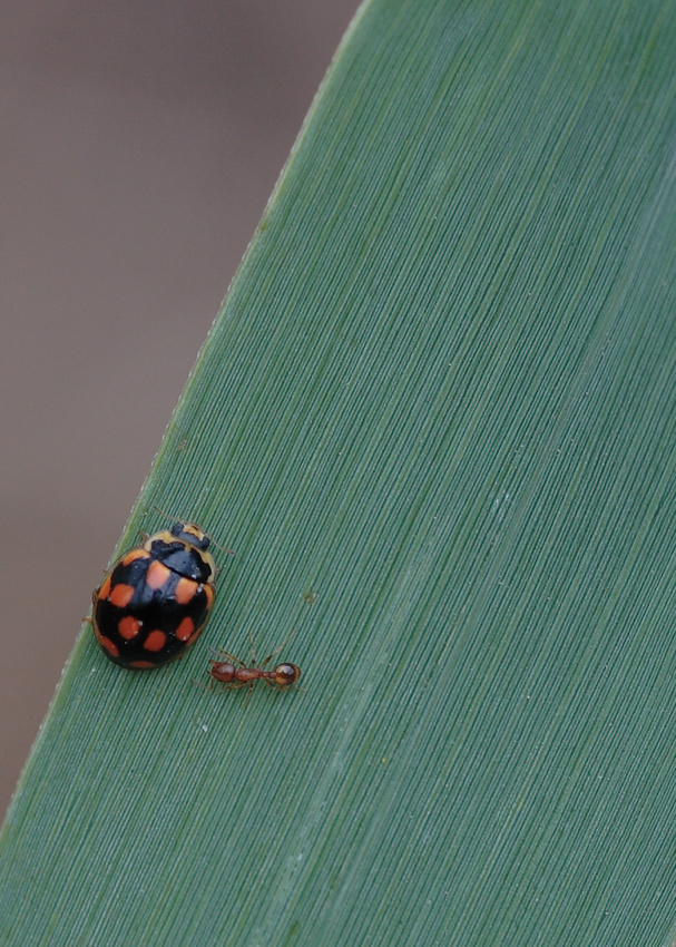 spionaggio alla MacLaren.....