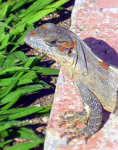 Iguana