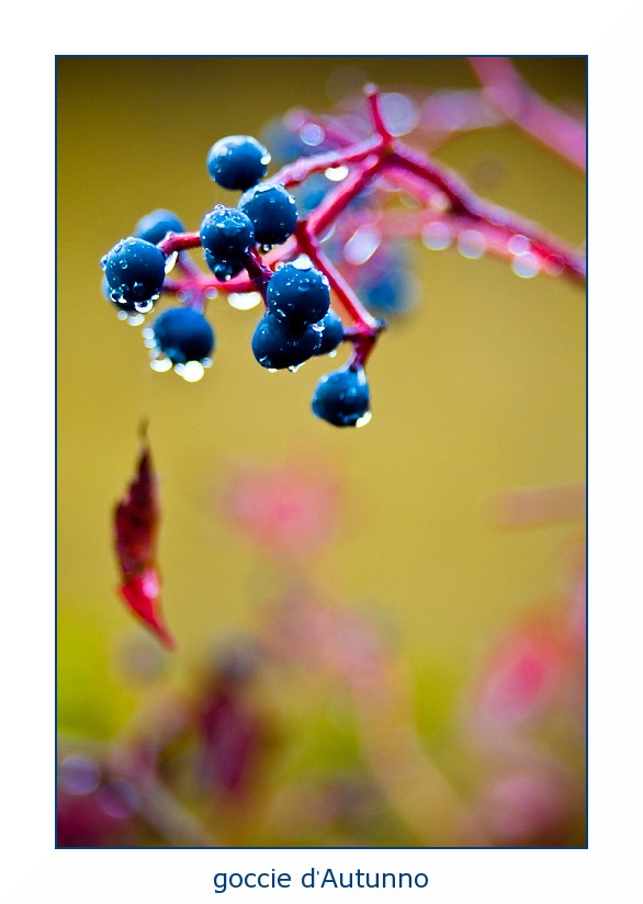 goccie d'Autunno