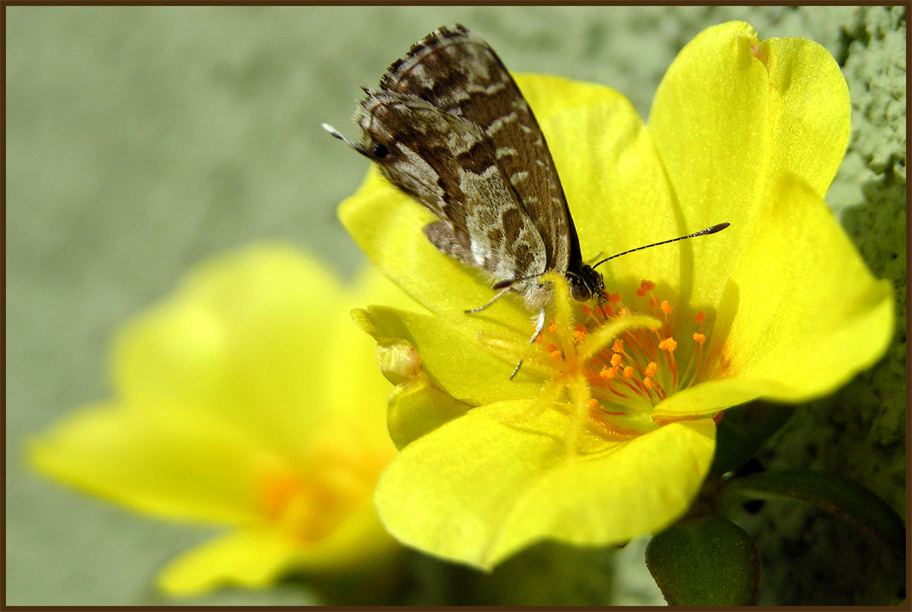 Di fior in fiore (1)