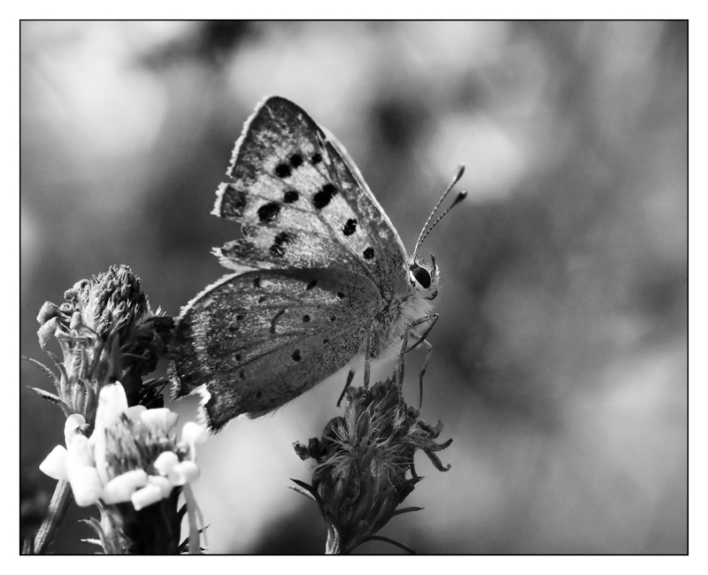 ::: PREGO MADAME...LA ZAMPETTA :::