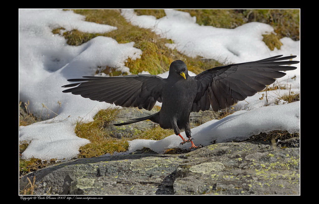 Gracchio Alpino (Pyrrhocorax graculus)