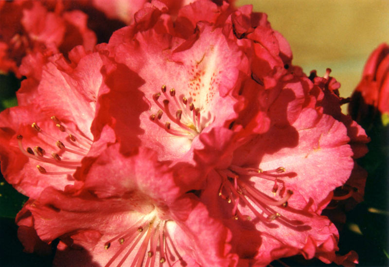 Rododendro