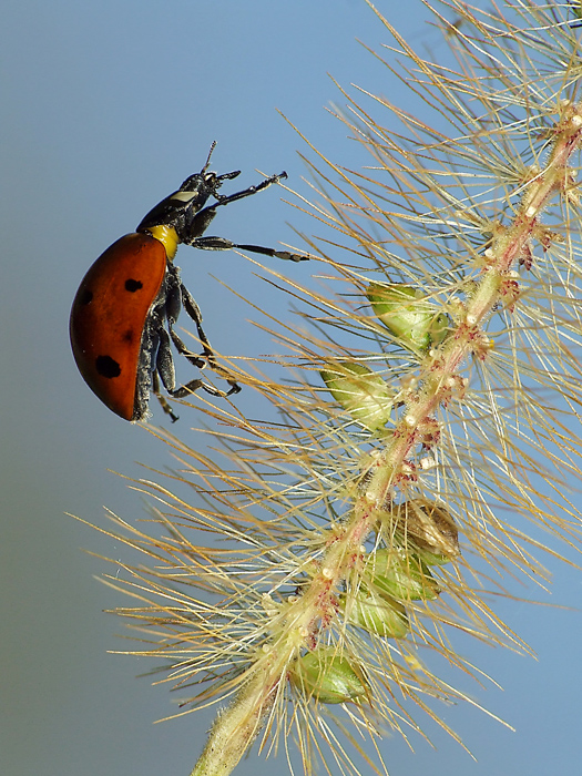 Difficile arrampicata