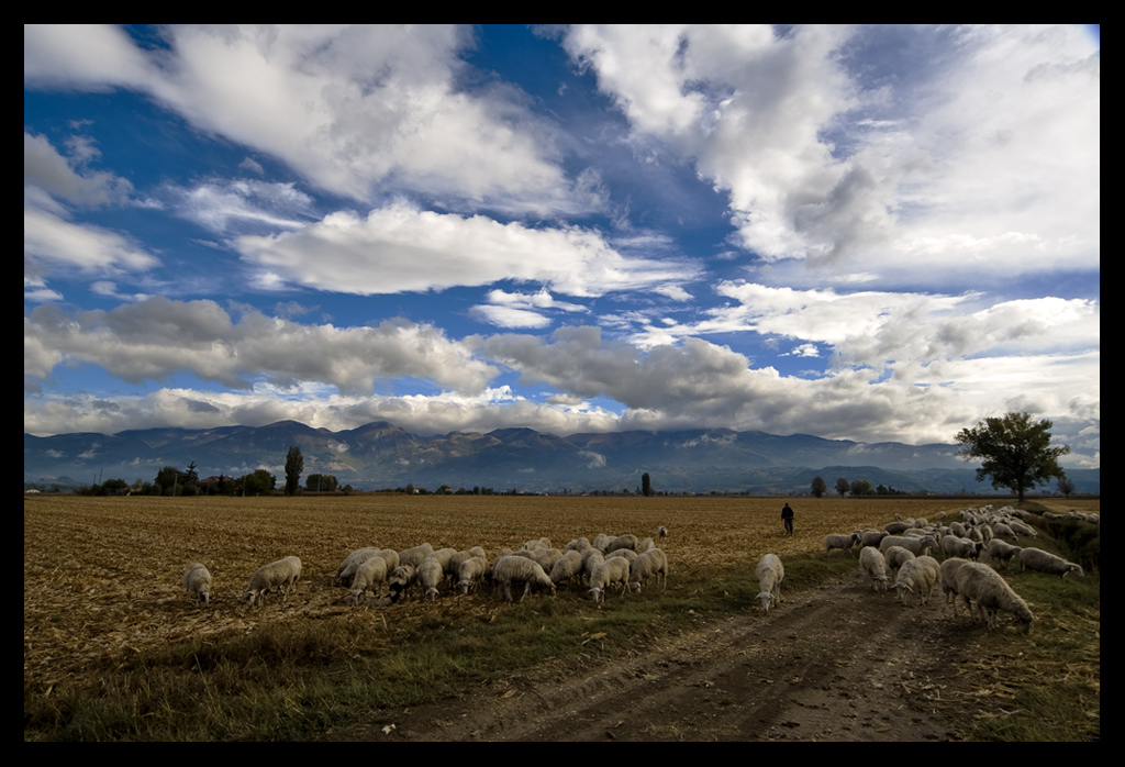 Cielo e pecorelle