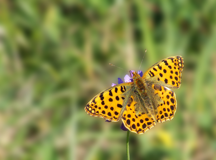 Argynnis Lathonia