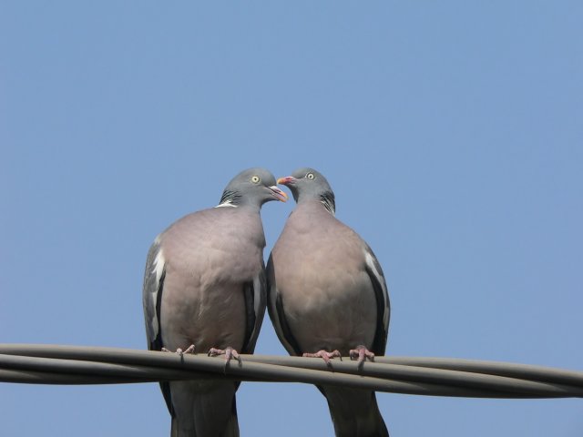 Piccioni osservati...
