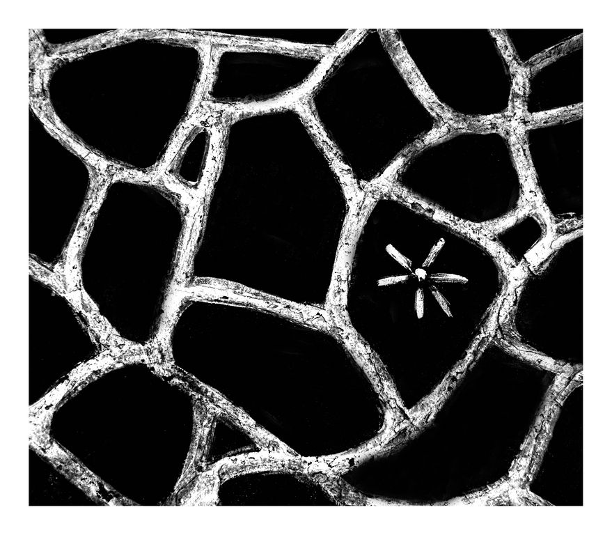 texture pavimentosa...