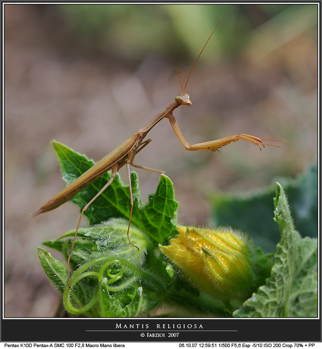 Trai i fiori di... zucca!