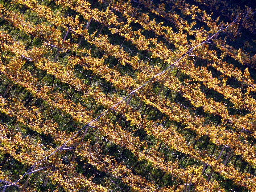 ---"Trame di Vite"---