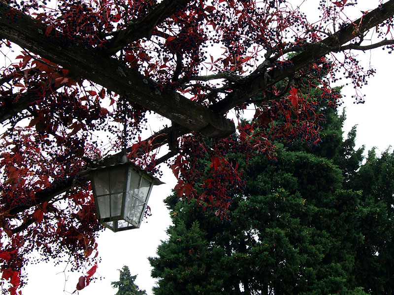 NSF-01-Colori d'autunno in Valtidone