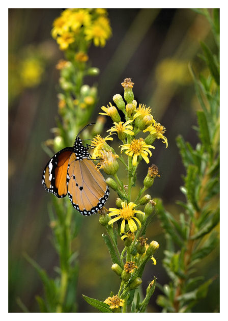 La bella tra i fiori
