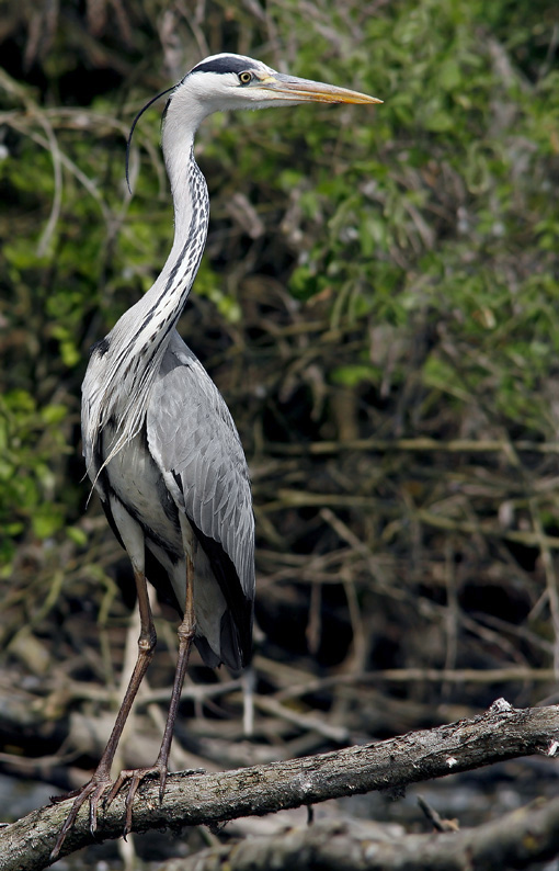 Renzo-Il solito Cenerino